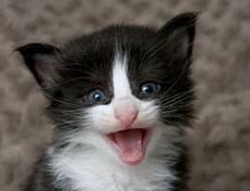 Wildfee's Norwegische Waldkatzen Wildfee's ZsaZsa - 3 Wochen alt