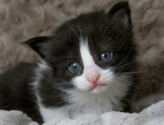 Wildfee's Norwegische Waldkatzen Wildfee's ZsaZsa - 3 Wochen alt