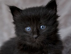 Wildfee's Norwegische Waldkatzen Wildfee's Zarah - 4 Wochen alt