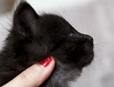 Wildfee's Norwegische Waldkatzen Wildfee's Zarah - 4 Wochen alt