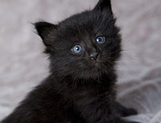 Wildfee's Norwegische Waldkatzen Wildfee's Zarah - 4 Wochen alt