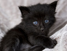 Wildfee's Norwegische Waldkatzen Wildfee's Zarah - 4 Wochen alt