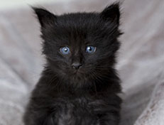 Wildfee's Norwegische Waldkatzen Wildfee's Zarah - 4 Wochen alt