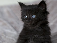 Wildfee's Norwegische Waldkatzen Wildfee's Zarah - 4 Wochen alt