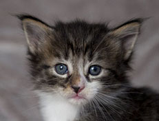 Wildfee's Norwegische Waldkatzen Wildfee's Zazazu - 4 Wochen alt