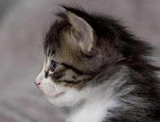 Wildfee's Norwegische Waldkatzen Wildfee's Zazazu - 4 Wochen alt