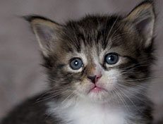 Wildfee's Norwegische Waldkatzen Wildfee's Zazazu - 4 Wochen alt