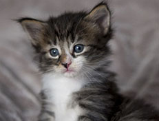 Wildfee's Norwegische Waldkatzen Wildfee's Zazazu - 4 Wochen alt