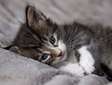 Wildfee's Norwegische Waldkatzen Wildfee's Zazazu - 4 Wochen alt