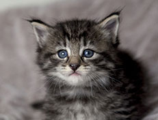 Wildfee's Norwegische Waldkatzen Wildfee's Zessin - 4 Wochen alt