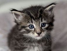 Wildfee's Norwegische Waldkatzen Wildfee's Zessin - 4 Wochen alt