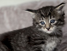 Wildfee's Norwegische Waldkatzen Wildfee's Zessin - 4 Wochen alt