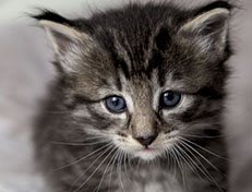 Wildfee's Norwegische Waldkatzen Wildfee's Zessin - 4 Wochen alt