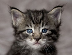 Wildfee's Norwegische Waldkatzen Wildfee's Zizou - 4 Wochen alt