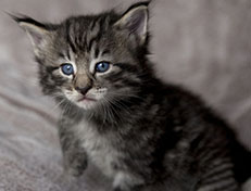 Wildfee's Norwegische Waldkatzen Wildfee's Zizou - 4 Wochen alt