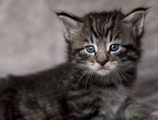 Wildfee's Norwegische Waldkatzen Wildfee's Zizou - 4 Wochen alt