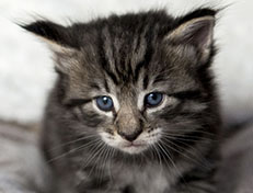 Wildfee's Norwegische Waldkatzen Wildfee's Zizou - 4 Wochen alt