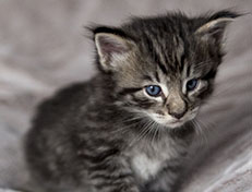 Wildfee's Norwegische Waldkatzen Wildfee's Zizou - 4 Wochen alt