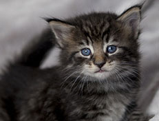 Wildfee's Norwegische Waldkatzen Wildfee's Zodor - 4 Wochen alt