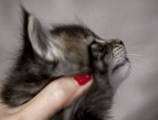 Wildfee's Norwegische Waldkatzen Wildfee's Zodor - 4 Wochen alt