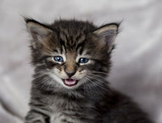 Wildfee's Norwegische Waldkatzen Wildfee's Zodor - 4 Wochen alt