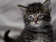 Wildfee's Norwegische Waldkatzen Wildfee's Zodor - 4 Wochen alt