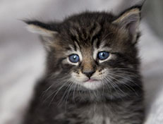 Wildfee's Norwegische Waldkatzen Wildfee's Zodor - 4 Wochen alt