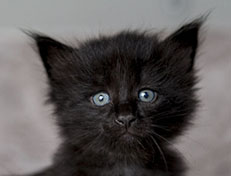 Wildfee's Norwegische Waldkatzen Wildfee's Zoe - 4 Wochen alt