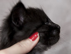 Wildfee's Norwegische Waldkatzen Wildfee's Zoe - 4 Wochen alt