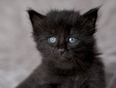 Wildfee's Norwegische Waldkatzen Wildfee's Zoe - 4 Wochen alt