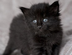 Wildfee's Norwegische Waldkatzen Wildfee's Zoe - 4 Wochen alt