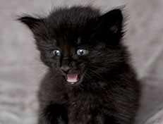 Wildfee's Norwegische Waldkatzen Wildfee's Zoe - 4 Wochen alt