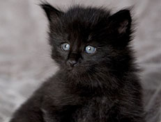 Wildfee's Norwegische Waldkatzen Wildfee's Zoe - 4 Wochen alt