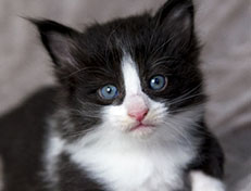 Wildfee's Norwegische Waldkatzen Wildfee's ZsaZsa - 4 Wochen alt