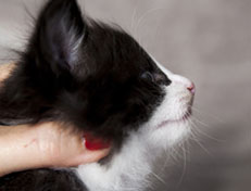 Wildfee's Norwegische Waldkatzen Wildfee's ZsaZsa - 4 Wochen alt