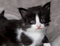 Wildfee's Norwegische Waldkatzen Wildfee's ZsaZsa - 4 Wochen alt