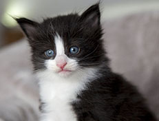 Wildfee's Norwegische Waldkatzen Wildfee's ZsaZsa - 4 Wochen alt