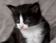 Wildfee's Norwegische Waldkatzen Wildfee's ZsaZsa - 4 Wochen alt