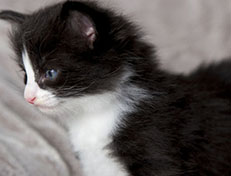 Wildfee's Norwegische Waldkatzen Wildfee's ZsaZsa - 4 Wochen alt