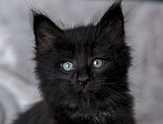 Wildfee's Norwegische Waldkatzen Wildfee's Zarah - 6 Wochen alt