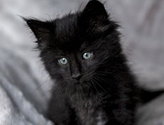 Wildfee's Norwegische Waldkatzen Wildfee's Zarah - 6 Wochen alt