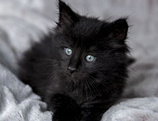 Wildfee's Norwegische Waldkatzen Wildfee's Zarah - 6 Wochen alt