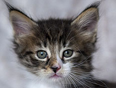 Wildfee's Norwegische Waldkatzen Wildfee's Zazazu - 6 Wochen alt