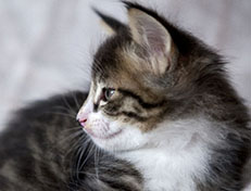 Wildfee's Norwegische Waldkatzen Wildfee's Zazazu - 6 Wochen alt