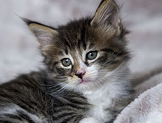 Wildfee's Norwegische Waldkatzen Wildfee's Zazazu - 6 Wochen alt