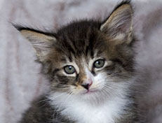 Wildfee's Norwegische Waldkatzen Wildfee's Zazazu - 6 Wochen alt