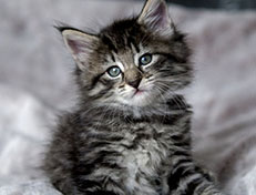 Wildfee's Norwegische Waldkatzen Wildfee's Zessin - 6 Wochen alt