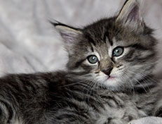 Wildfee's Norwegische Waldkatzen Wildfee's Zessin - 6 Wochen alt