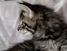 Wildfee's Norwegische Waldkatzen Wildfee's Zizou - 6 Wochen alt