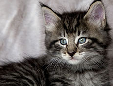 Wildfee's Norwegische Waldkatzen Wildfee's Zizou - 6 Wochen alt